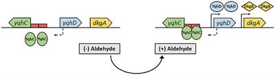 Development of a Metabolite Sensor for High-Throughput Detection of Aldehydes in Escherichia Coli